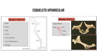 ESQUELETO APENDICULAR
 