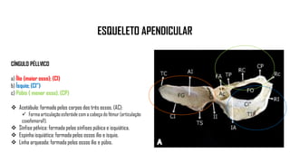 ESQUELETO APENDICULAR
CÍNGULO PÉLLVICO
a) Ílio (maior osso); (CI)
b) Ísquio; (CI”)
c) Púbis ( menor osso). (CP)
 Acetábulo: formado pelos corpos dos três ossos. (AC):
 Forma articulação esferóide com a cabeça do fêmur (articulação
coxofemoral!).
 Sínfise pélvica: formada pelas sínfises púbica e isquiática.
 Espinha isquiática: formada pelos ossos ílio e ísquio.
 Linha arqueada: formada pelos ossos ílio e púbis.
 