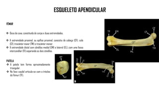 ESQUELETO APENDICULAR
 Osso da coxa, constituído de corpo e duas extremidades.
 A extremidade proximal, ou epífise proximal, consistiu de cabeça (CF), colo
(Cf), trocânter maior (TM) e trocânter menor.
 A extremidade distal com côndilos medial (EM) e lateral (EL), com uma fossa
intercondilar (FI) separando os dois côndilos.
FÊMUR
PATELA
 A patela tem forma aproximadamente
triangular.
 Na face caudal articula-se com a tróclea
do Fêmur (TF).
 