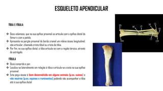 ESQUELETO APENDICULAR
 Osso volumoso, que na sua epífise proximal se articula com a epífise distal do
fémur e com a patela.
 Apresenta na porção proximal do bordo cranial um relevo ósseo longitudinal,
não articular, chamado crista tibial ou crista da tíbia.
 Por fim, na sua epífise distal, a tíbia articula-se com a região társica, através
do astrágalo.
TÍBIA E FÍBULA
FÍBULA
 Osso comprido e par.
 Localiza-se lateralmente em relação à tíbia e articula-se a esta na sua epífise
proximal.
 Esta peça óssea é bem desenvolvida em alguns animais (p.ex. suínos) e
não noutros (p.ex. equinos e ruminantes) podendo não acompanhar a tíbia
até à sua epífise distal
 
