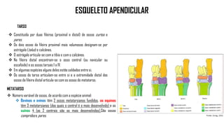 ESQUELETO APENDICULAR
 Constituída por duas fileiras (proximal e distal) de ossos curtos e
pares.
 Os dois ossos da fileira proximal mais volumosos designam-se por
astrágalo (talus) e calcâneo.
 O astrágalo articula-se com a tíbia e com o calcâneo.
 Na fileira distal encontram-se o osso central (ou navicular ou
escafoide) e os ossos tarsais I a IV.
 Em algumas espécies alguns deles estão soldados entre si.
 Os ossos do tarso articulam-se entre si e a extremidade distal dos
ossos da fileira distal articula-se com os ossos do metatarso.
TARSO
 Número variável de ossos, de acordo com a espécie animal:
 Bovinos e ovinos têm 2 ossos metatarsianos fundidos, os equinos
têm 3 metatarsianos (dos quais o central é o mais desenvolvido) e os
suínos 4 (os 2 centrais são os mais desenvolvidos).São ossos
compridos e pares.
METATARSO
 