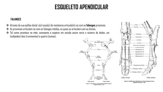 ESQUELETO APENDICULAR
 Através da sua epífise distal, o(s) osso(s) do metatarso articula(m)-se com as falanges proximais.
 As proximais articulam-se com as falanges médias, as quais se articulam com as distais.
 Tal como acontece na mão, consoante a espécie em estudo assim varia o número de dedos: um
(solípedes) dois (ruminantes) e quatro (suínos).
FALANGES
 