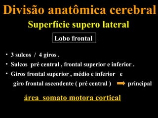 Divisão anatômica cerebral
        Superfície supero lateral
                   Lobo frontal

• 3 sulcos / 4 giros .
• Sulcos pré central , frontal superior e inferior .
• Giros frontal superior , médio e inferior e
   giro frontal ascendente ( pré central )       principal

       área somato motora cortical
 