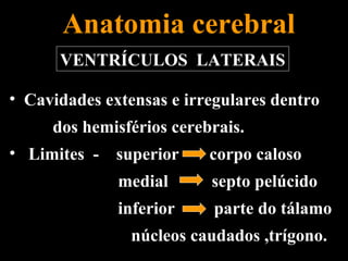 Anatomia cerebral
      VENTRÍCULOS LATERAIS

• Cavidades extensas e irregulares dentro
     dos hemisférios cerebrais.
• Limites - superior      corpo caloso
              medial      septo pelúcido
              inferior    parte do tálamo
                núcleos caudados ,trígono.
 