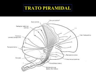 TRATO PIRAMIDAL
 
