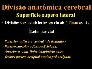 Divisão anatômica cerebral
          Superfície supero lateral
• Divisões dos hemisférios cerebrais ( fissuras ) ;

                    Lobo parietal

• Posterior a fissura central ( de Rolando ),
• Postero superior a fissura Sylviana.
• Anterior a uma linha imaginária entre
  fissura parieto occipital e sulco pré occipital.
 