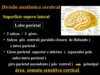 Divisão anatômica cerebral
Superfície supero lateral
      Lobo parietal
• 2 sulcos / 3 giros .
• Sulcos pós central( paralelo cissura de Rolando )
    e intra parietal .
• Giros parietal superior e inferior ( separados pelo
     sulco intra parietal )
  giro parietal ascendente ( pós central )     principal
       área somato sensitiva cortical
 