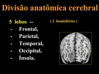 Divisão anatômica cerebral
 5 lobos --      ( 2 hemisférios )

  - Frontal,
  - Parietal,
  - Temporal,
  - Occipital,
  - Ínsula.
 