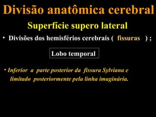 Divisão anatômica cerebral
         Superfície supero lateral
• Divisões dos hemisférios cerebrais ( fissuras ) ;

                  Lobo temporal

• Inferior a parte posterior da fissura Sylviana e
   limitado posteriormente pela linha imaginária.
 
