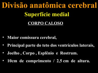 Divisão anatômica cerebral
            Superfície medial
              CORPO CALOSO


• Maior comissura cerebral,
• Principal parte do teto dos ventrículos laterais,
• Joelho , Corpo , Esplênio e Rostrum.
• 10cm de comprimento / 2,5 cm de altura.
 