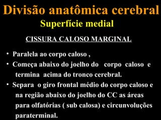 Divisão anatômica cerebral
           Superfície medial
      CISSURA CALOSO MARGINAL

• Paralela ao corpo caloso ,
• Começa abaixo do joelho do corpo caloso e
   termina acima do tronco cerebral.
• Separa o giro frontal médio do corpo caloso e
   na região abaixo do joelho do CC as áreas
   para olfatórias ( sub calosa) e circunvoluções
   paraterminal.
 