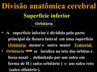 Divisão anatômica cerebral
            Superfície inferior
                  Orbitária

• A superfície inferior é dividida pela parte
   principal da fissura lateral em uma superfície
   Orbitária menor e outra maior Tentorial.
• Orbitária       se localiza no teto das órbitas e
   fossa nasal , delimitada por um sulco em
   forma de H ( sulco orbitário ) e um sulco reto
    (sulco olfatório ).
 
