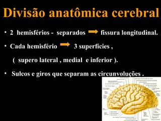 Divisão anatômica cerebral
• 2 hemisférios - separados       fissura longitudinal.
• Cada hemisfério       3 superfícies ,

  ( supero lateral , medial e inferior ).
• Sulcos e giros que separam as circunvoluções .
 
