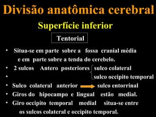 Divisão anatômica cerebral
            Superfície inferior
                    Tentorial
• Situa-se em parte sobre a fossa cranial média
    e em parte sobre a tenda do cerebelo.
• 2 sulcos Antero posteriores sulco colateral
•                                   sulco occipito temporal
• Sulco colateral anterior            sulco entorrinal
• Giros do hipocampo e lingual estão medial.
• Giro occipito temporal medial situa-se entre
     os sulcos colateral e occipito temporal.
 
