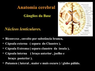 Anatomia cerebral
                Gânglios da Base


 Núcleos lenticulares.

• Biconvexo , envolto por substância branca,
• Cápsula externa ( separa do Claustro ),
• Cápsula Extrema ( separa claustro da ínsula ),
• Cápsula interna ( braço anterior , joelho e
    braço posterior ).
• Putamen ( lateral , maior e mais escuro ) / globo pálido.
 