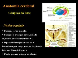 Anatomia cerebral
       Gânglios da Base



 Núcleo caudado.
• Cabeça , corpo e cauda ,
• Cabeça é a principal parte , situada
adjacente ao corno frontal do VL.
• Separado incompletamente do n.
lenticulares pelo braço anterior da cápsula
interna ( feixes de Probst ).
• Cauda postero externo ao tálamo.
 