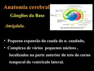 Anatomia cerebral
   Gânglios da Base

Amígdala.


• Pequena expansão da cauda do n. caudado,
• Complexo de vários pequenos núcleos ,
  localizados na parte anterior do teto do corno
  temporal do ventrículo lateral.
 