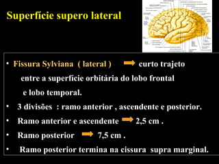 Superfície supero lateral



• Fissura Sylviana ( lateral )       curto trajeto
    entre a superfície orbitária do lobo frontal
    e lobo temporal.
• 3 divisões : ramo anterior , ascendente e posterior.
• Ramo anterior e ascendente         2,5 cm .
• Ramo posterior          7,5 cm .
•   Ramo posterior termina na cissura supra marginal.
 