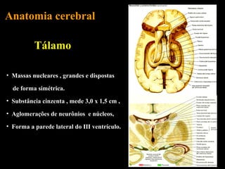 Anatomia cerebral

          Tálamo

• Massas nucleares , grandes e dispostas

  de forma simétrica.
• Substância cinzenta , mede 3,0 x 1,5 cm ,

• Aglomerações de neurônios e núcleos,

• Forma a parede lateral do III ventrículo.
 