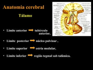 Anatomia cerebral
           Tálamo


• Limite anterior    tubérculo
                        anterior,

• Limite posterior    núcleo pulvinar ,

• Limite superior     estria medular,

• Limite inferior    região tegmal sub talâmica.
 