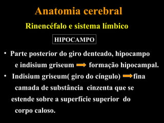 Anatomia cerebral
      Rinencéfalo e sistema límbico
               HIPOCAMPO

• Parte posterior do giro denteado, hipocampo
   e indisium griseum     formação hipocampal.
• Indisium griseum( giro do cíngulo)       fina
   camada de substância cinzenta que se
  estende sobre a superfície superior do
   corpo caloso.
 