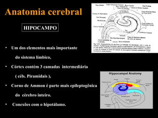 Anatomia cerebral
         HIPOCAMPO


•   Um dos elementos mais importante

     do sistema límbico,

•   Córtex contém 3 camadas intermediária

     ( céls. Piramidais ),

•   Corno de Ammon é parte mais epileptogênica

     do cérebro inteiro.

•   Conexões com o hipotálamo.
 