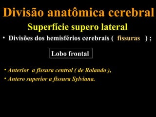 Divisão anatômica cerebral
         Superfície supero lateral
• Divisões dos hemisférios cerebrais ( fissuras ) ;

                   Lobo frontal

• Anterior a fissura central ( de Rolando ),
• Antero superior a fissura Sylviana.
 