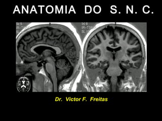 ANATOMIA DO S. N. C.




     Dr. Victor F. Freitas
 