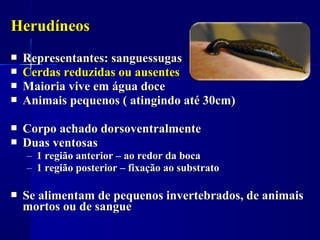 Herudíneos
   Representantes: sanguessugas
   Cerdas reduzidas ou ausentes
   Maioria vive em água doce
   Animais pequenos ( atingindo até 30cm)

   Corpo achado dorsoventralmente
   Duas ventosas
    – 1 região anterior – ao redor da boca
    – 1 região posterior – fixação ao substrato

   Se alimentam de pequenos invertebrados, de animais
    mortos ou de sangue
 