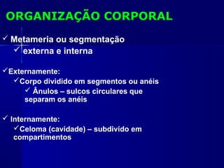 ORGANIZAÇÃO CORPORAL
 Metameria ou segmentação
   externa e interna

Externamente:
  Corpo dividido em segmentos ou anéis
      Ânulos – sulcos circulares que
     separam os anéis

 Internamente:
   Celoma (cavidade) – subdivido em
   compartimentos
 