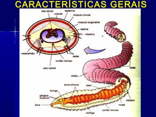 CARACTERÍSTICAS GERAIS
 