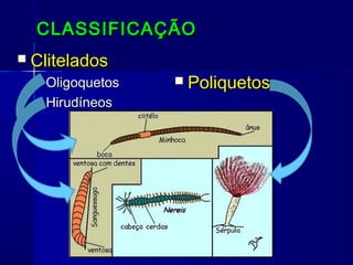 CLASSIFICAÇÃO
   Clitelados
    – Oligoquetos      Poliquetos
    – Hirudíneos
 