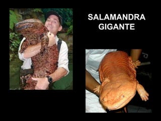 SALAMANDRA GIGANTE 