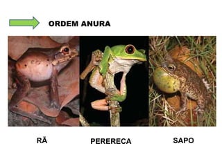 RÃ PERERECA SAPO ORDEM ANURA 