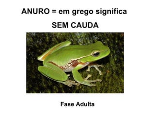 ANURO = em grego significa SEM CAUDA Fase Adulta 