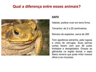 Qual a diferença entre esses animais?  SAPO Hábitat: prefere viver em terra firme. Tamanho: de 2 a 25 centímetros Número de espécies: cerca de 300 Tem aparência estranha, pele rugosa e cheia de verrugas. Suas pernas curtas fazem com que dê pulos limitados e desajeitados. Graças as glândulas na região dorsal, o sapo libera veneno que pode irritar nossos olhos e as mucosas.  
