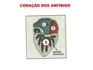 CORAÇÃO DOS ANFÍBIOS 