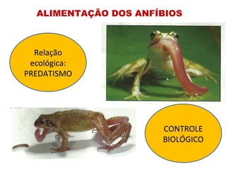 ALIMENTAÇÃO DOS ANFÍBIOS Relação ecológica: PREDATISMO CONTROLE BIOLÓGICO 