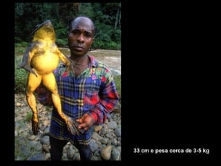 33 cm e pesa cerca de 3-5 kg 
