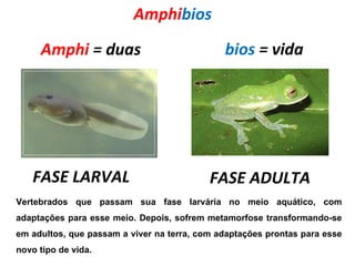 Amphi bios   Amphi  = duas bios  = vida FASE LARVAL FASE ADULTA Vertebrados que passam sua fase larvária no meio aquático, com adaptações para esse meio. Depois, sofrem metamorfose transformando-se em adultos, que passam a viver na terra, com adaptações prontas para esse novo tipo de vida. 