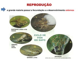 REPRODUÇÃO  a grande maioria possui a fecundação e o desenvolvimento  externos 