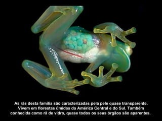 As rãs desta família são caracterizadas pela pele quase transparente. Vivem em florestas úmidas da América Central e do Sul. Também conhecida como rã de vidro, quase todos os seus órgãos são aparentes.  