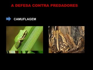 A DEFESA CONTRA PREDADORES  CAMUFLAGEM 