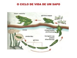 O CICLO DE VIDA DE UM SAPO 