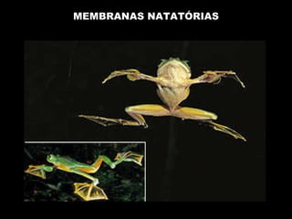 MEMBRANAS NATATÓRIAS 
