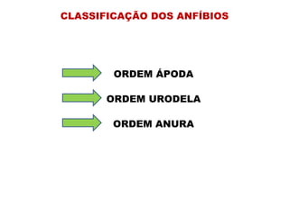 CLASSIFICAÇÃO DOS ANFÍBIOS ORDEM ÁPODA ORDEM URODELA ORDEM ANURA 