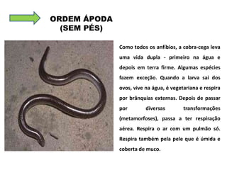 Como todos os anfíbios, a cobra-cega leva uma vida dupla - primeiro na água e depois em terra firme. Algumas espécies fazem exceção. Quando a larva sai dos ovos, vive na água, é vegetariana e respira por brânquias externas. Depois de passar por diversas transformações (metamorfoses), passa a ter respiração aérea. Respira o ar com um pulmão só. Respira também pela pele que é úmida e coberta de muco. ORDEM ÁPODA (SEM PÉS) 