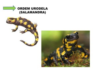 ORDEM URODELA (SALAMANDRA) 
