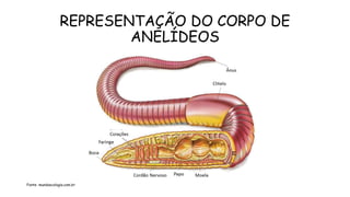 SLIDES DE AULA ANIMAIS INVERTEBRADOS.pptx