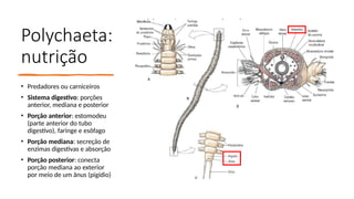Polychaeta:
nutrição
• Predadores ou carniceiros
• Sistema digestivo: porções
anterior, mediana e posterior
• Porção anterior: estomodeu
(parte anterior do tubo
digestivo), faringe e esôfago
• Porção mediana: secreção de
enzimas digestivas e absorção
• Porção posterior: conecta
porção mediana ao exterior
por meio de um ânus (pigídio)
 